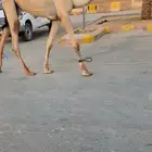 قعود كفو باتلي