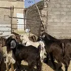 جفار قبرصيات مصريات صنف