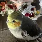 كروان مفقود