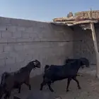 عنزين قبرصيات صنف