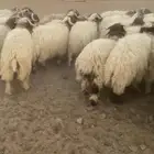 خرفان نعيمي