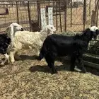 رخال مقنوي وذبح