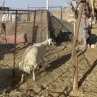 حريه حرشا بريه