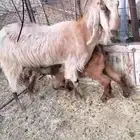 عنز والد
