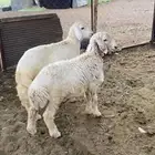 طليان