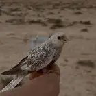 فرخ كروان وايت فيس بيرل