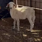 رخل طيبه عمره شهر