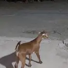 تيس عمر شهر