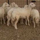 رخال حريات طيبة