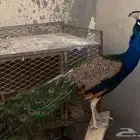 طاووس للبيع الموقع (ساجر)