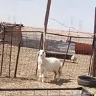 رخل حريه عيديه فل شحم ولحم ونظيفه على الشرط ( تم البيع )