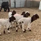 دواغير نعيم