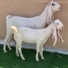 مطوره خصم