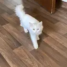 قطتين كيتين