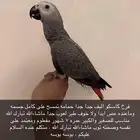 فرخ كاسكو أليف