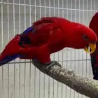 ببغاء رد لوري ذكر مستورد منتج و سبق له الانتاج عندي