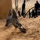 زوج تيدي شيناء مشروط. TOP