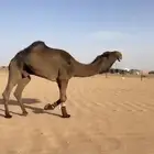 للبيع البعير اصفر على الضبعه