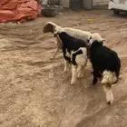 نعجه نعيم والد معها توم