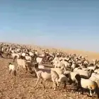 قصاص غنم ماكينه