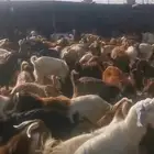 تيوس احجام مختلفة وطيبة للمطاعم ولطلعات البر