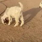 عنز مطور خلفه