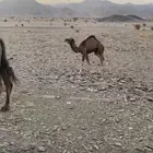 قعود عمره ثلاث اشهر