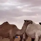 بكرة ضريبة سنها لقية داخلة جذعة الون شعلاء