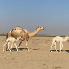 خلفات شقح كفو وطيبه هديا ومنايح طيبه