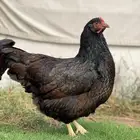 دجاج بارنيفلدر الهولندي