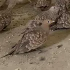 قطاء للبيع