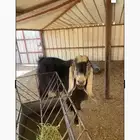 تيس سديس هاب وحار