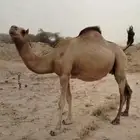 للبيع ابل حمر مداني ثلاث سواحل ابل مشروطه لحي وحليب وهداوه