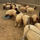 ذبايح للبيع