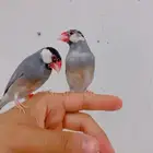 جوز جاوا اليف ومنتج