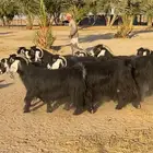 معزاء عوارض فاخره وطيبه للبيع