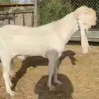 فحل للبيع
