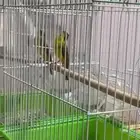 ياسمين