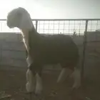 مشروع فحل نجدي للبيع السن جذع