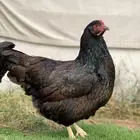 دجاج بارنفيلدر الهولندي