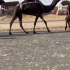 للبيغ خفوت ثنو