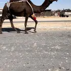 للبيع ضروبه نادره