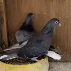 حمام قطيفي زرق