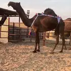 في للبيع ضروبه ثنو سديس نادره جدا