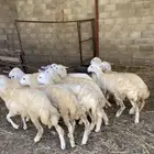 رخال للبيع الموقع خميس البحر