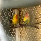 زوج روز منتج ألوان نادره