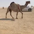 بيع نياق
