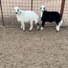 طلي نجدي ورخل نعيمي