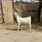 سديس دافع ثلاث شهور