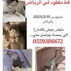 قط مفقود بالرياض بالمرقب